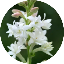 Tuberose body