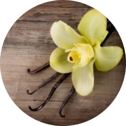 Vanilla (Gourmand Version) body