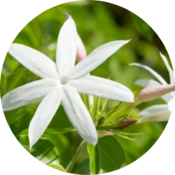 Vanilla & Patchouli body